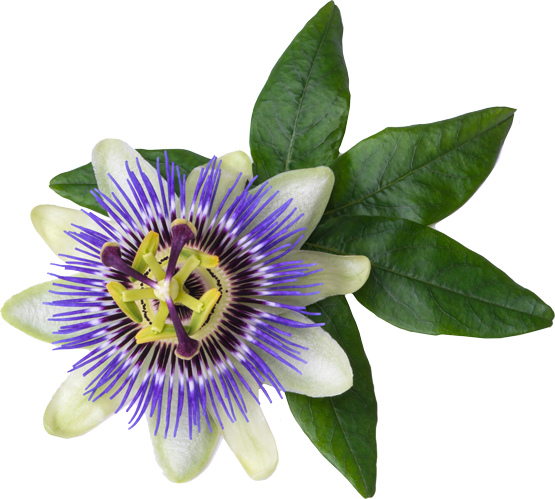 Pasiflora
